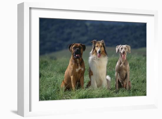 Bullmastiff, Collie and Weimaraner in Field-DLILLC-Framed Photographic Print