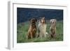 Bullmastiff, Collie and Weimaraner in Field-DLILLC-Framed Photographic Print