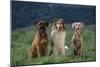 Bullmastiff, Collie and Weimaraner in Field-DLILLC-Mounted Photographic Print