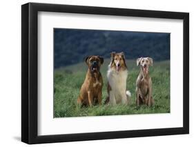 Bullmastiff, Collie and Weimaraner in Field-DLILLC-Framed Photographic Print