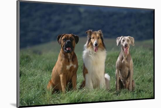 Bullmastiff, Collie and Weimaraner in Field-DLILLC-Mounted Photographic Print