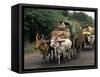 Bullock Carts are the Main Means of Transport for Local Residents, Tamil Nadu State, India-R H Productions-Framed Stretched Canvas