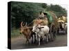 Bullock Carts are the Main Means of Transport for Local Residents, Tamil Nadu State, India-R H Productions-Stretched Canvas