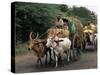 Bullock Carts are the Main Means of Transport for Local Residents, Tamil Nadu State, India-R H Productions-Stretched Canvas