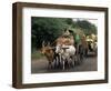 Bullock Carts are the Main Means of Transport for Local Residents, Tamil Nadu State, India-R H Productions-Framed Photographic Print