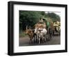 Bullock Carts are the Main Means of Transport for Local Residents, Tamil Nadu State, India-R H Productions-Framed Photographic Print