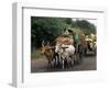 Bullock Carts are the Main Means of Transport for Local Residents, Tamil Nadu State, India-R H Productions-Framed Photographic Print