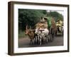Bullock Carts are the Main Means of Transport for Local Residents, Tamil Nadu State, India-R H Productions-Framed Photographic Print