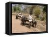 Bullock Carts, Tala, Bandhavgarh National Park, Madhya Pradesh, India-Thorsten Milse-Framed Stretched Canvas