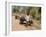 Bullock Carts, Tala, Bandhavgarh National Park, Madhya Pradesh, India-Thorsten Milse-Framed Photographic Print