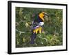 Bullock's Oriole (Icterus Bullockii) Female Flushing from Pond Edge, Starr Co., Texas, Usa-Larry Ditto-Framed Photographic Print