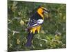Bullock's Oriole (Icterus Bullockii) Female Flushing from Pond Edge, Starr Co., Texas, Usa-Larry Ditto-Mounted Photographic Print