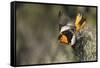 Bullock's Oriole-Ken Archer-Framed Stretched Canvas