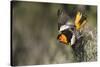 Bullock's Oriole-Ken Archer-Stretched Canvas