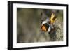 Bullock's Oriole-Ken Archer-Framed Photographic Print