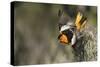 Bullock's Oriole-Ken Archer-Stretched Canvas