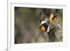 Bullock's Oriole-Ken Archer-Framed Photographic Print