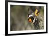 Bullock's Oriole-Ken Archer-Framed Photographic Print