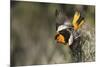 Bullock's Oriole-Ken Archer-Mounted Photographic Print