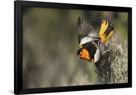 Bullock's Oriole-Ken Archer-Framed Photographic Print