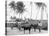 Bullock Teams on the Military Road, San Juan, Puerto Rico-null-Stretched Canvas