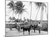 Bullock Teams on the Military Road, San Juan, Puerto Rico-null-Mounted Photo