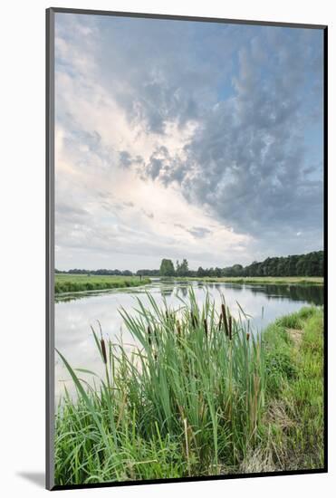 Bullrushes on Bank and Still Waters of River Mark, Breda, North Brabant, The Netherlands (Holland)-Mark Doherty-Mounted Photographic Print