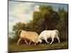 Bulls Fighting, 1786 (Oil on Panel)-George Stubbs-Mounted Premium Giclee Print