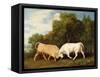 Bulls Fighting, 1786 (Oil on Panel)-George Stubbs-Framed Stretched Canvas