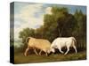 Bulls Fighting, 1786 (Oil on Panel)-George Stubbs-Stretched Canvas