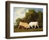 Bulls Fighting, 1786 (Oil on Panel)-George Stubbs-Framed Giclee Print