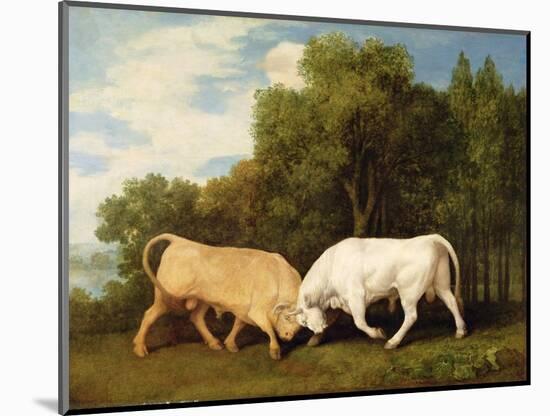 Bulls Fighting, 1786 (Oil on Panel)-George Stubbs-Mounted Giclee Print