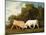 Bulls Fighting, 1786 (Oil on Panel)-George Stubbs-Mounted Giclee Print