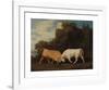 Bulls Fighting-George Stubbs-Framed Premium Giclee Print