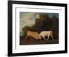Bulls Fighting-George Stubbs-Framed Premium Giclee Print
