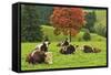 Bulls on Pasture and Maple Tree, Black Forest, Schwarzwald-Baar, Baden-Wurttemberg, Germany, Europe-Jochen Schlenker-Framed Stretched Canvas