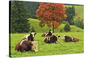 Bulls on Pasture and Maple Tree, Black Forest, Schwarzwald-Baar, Baden-Wurttemberg, Germany, Europe-Jochen Schlenker-Stretched Canvas