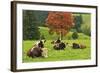 Bulls on Pasture and Maple Tree, Black Forest, Schwarzwald-Baar, Baden-Wurttemberg, Germany, Europe-Jochen Schlenker-Framed Photographic Print