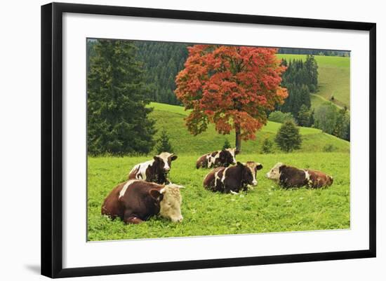 Bulls on Pasture and Maple Tree, Black Forest, Schwarzwald-Baar, Baden-Wurttemberg, Germany, Europe-Jochen Schlenker-Framed Photographic Print