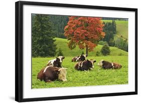 Bulls on Pasture and Maple Tree, Black Forest, Schwarzwald-Baar, Baden-Wurttemberg, Germany, Europe-Jochen Schlenker-Framed Photographic Print