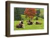 Bulls on Pasture and Maple Tree, Black Forest, Schwarzwald-Baar, Baden-Wurttemberg, Germany, Europe-Jochen Schlenker-Framed Photographic Print