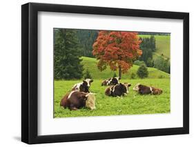 Bulls on Pasture and Maple Tree, Black Forest, Schwarzwald-Baar, Baden-Wurttemberg, Germany, Europe-Jochen Schlenker-Framed Photographic Print