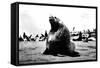 Bulls Seal-null-Framed Stretched Canvas