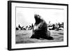 Bulls Seal-null-Framed Photographic Print