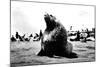 Bulls Seal-null-Mounted Photographic Print