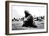 Bulls Seal-null-Framed Photographic Print