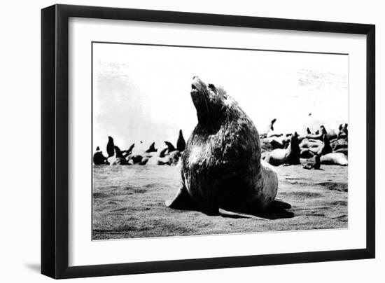 Bulls Seal-null-Framed Photographic Print