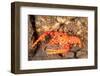 bullseye reef lobster on rocky seabed, hawaii, pacific ocean-david fleetham-Framed Photographic Print