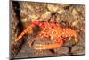 bullseye reef lobster on rocky seabed, hawaii, pacific ocean-david fleetham-Mounted Photographic Print