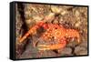 bullseye reef lobster on rocky seabed, hawaii, pacific ocean-david fleetham-Framed Stretched Canvas